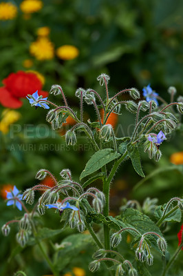 Buy stock photo A Borragine flower or starflower of the Boraginaceae species growing in a garden. An annual herb outdoors in Mediterranean nature. Flowering plants on a summer day in a park with a bush background