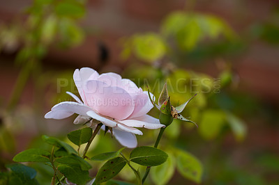 Buy stock photo beautiful White magnolia flower on a tree with green leaves and blur background. Blossoming light pink Magnolia flower in a garden with other plants in the background on a sunny day.