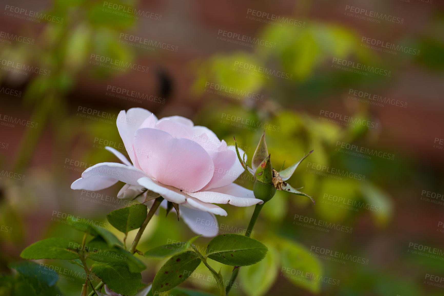 Buy stock photo beautiful White magnolia flower on a tree with green leaves and blur background. Blossoming light pink Magnolia flower in a garden with other plants in the background on a sunny day.