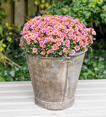 Buy stock photo Beautiful pink aster alpinus or alpine aster flowers blossoming in an ornamental vintage bucket in a garden patio on a sunny day outside. Colourful buds and blooms with small petals growing in spring