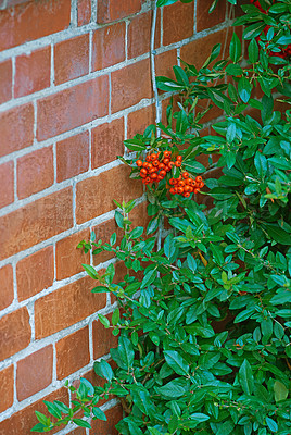 Buy stock photo A beautiful crab apple plant in the corner of a wall. Background of a red stone wall partially covered by small green floral plants. A texture image of an ancient red brick wall with plants.