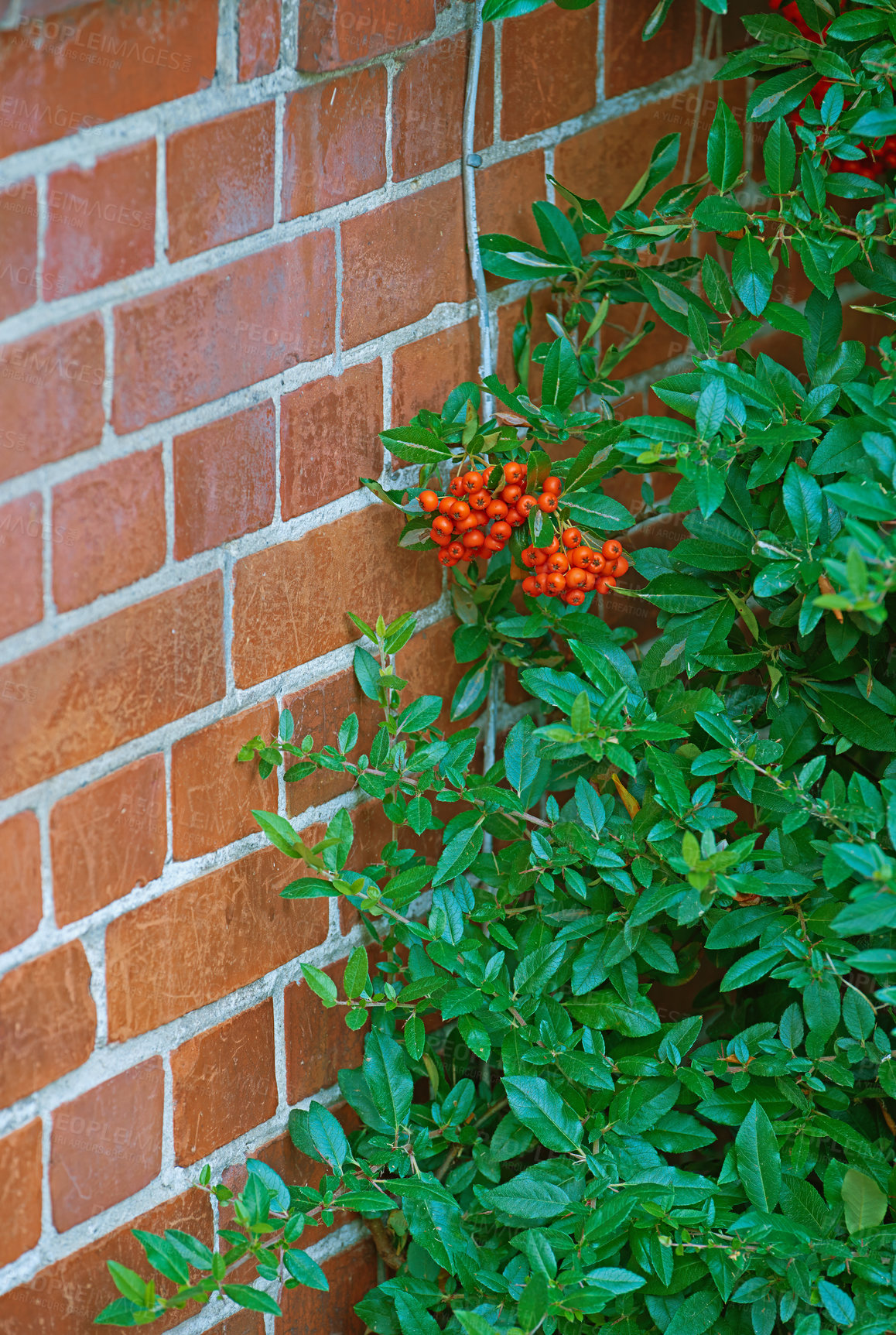 Buy stock photo A beautiful crab apple plant in the corner of a wall. Background of a red stone wall partially covered by small green floral plants. A texture image of an ancient red brick wall with plants.