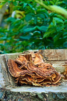 Buy stock photo Turkey tail tree fungus on a rotted fallen tree with green leaves in the background. Mushroom on an old piece of wood in the forest with blurred background and copy space. 