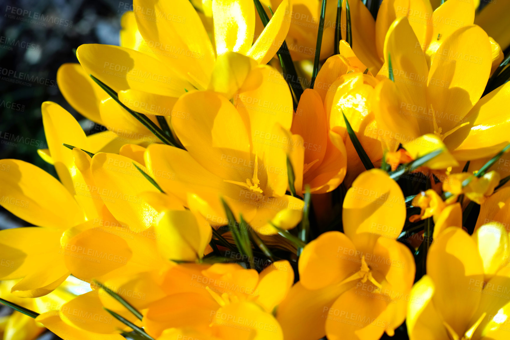 Buy stock photo Closeup of a yellow crocus flower bouquet. Many bright crocus flavus in a floral arrangement with green leaves. Rustic wild perennial blossoms in winter. Spring in bloom for copy space background