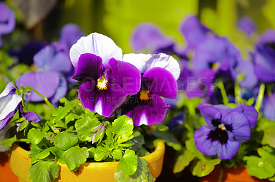 Buy stock photo Closeup of pansy flowers growing in ceramic and clay pots in home garden or greenhouse. Purple, white, blue and black hybrid viola tricolor plants blossoming and blooming. Horticulture and gardening