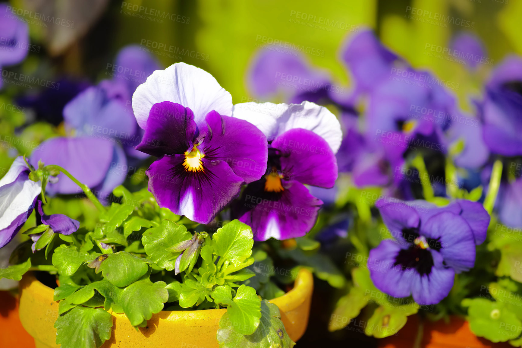 Buy stock photo Closeup of pansy flowers growing in ceramic and clay pots in home garden or greenhouse. Purple, white, blue and black hybrid viola tricolor plants blossoming and blooming. Horticulture and gardening