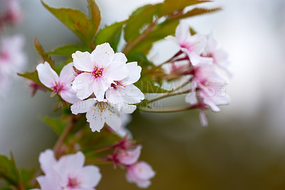 Buy stock photo Closeup of white lilies growing on trees in a backyard in summer. Lilium blooming in a garden in spring. Lily flowers budding in a park. Flora in a meadow. Flowering plants on the countryside