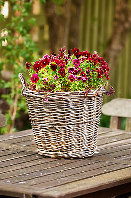 Buy stock photo Pink and red pansy flowers growing and flowering on small green bush in wicker basket pot plant. Blossoming and blooming centrepiece on a wooden table in home garden. A basket of flowers on a table