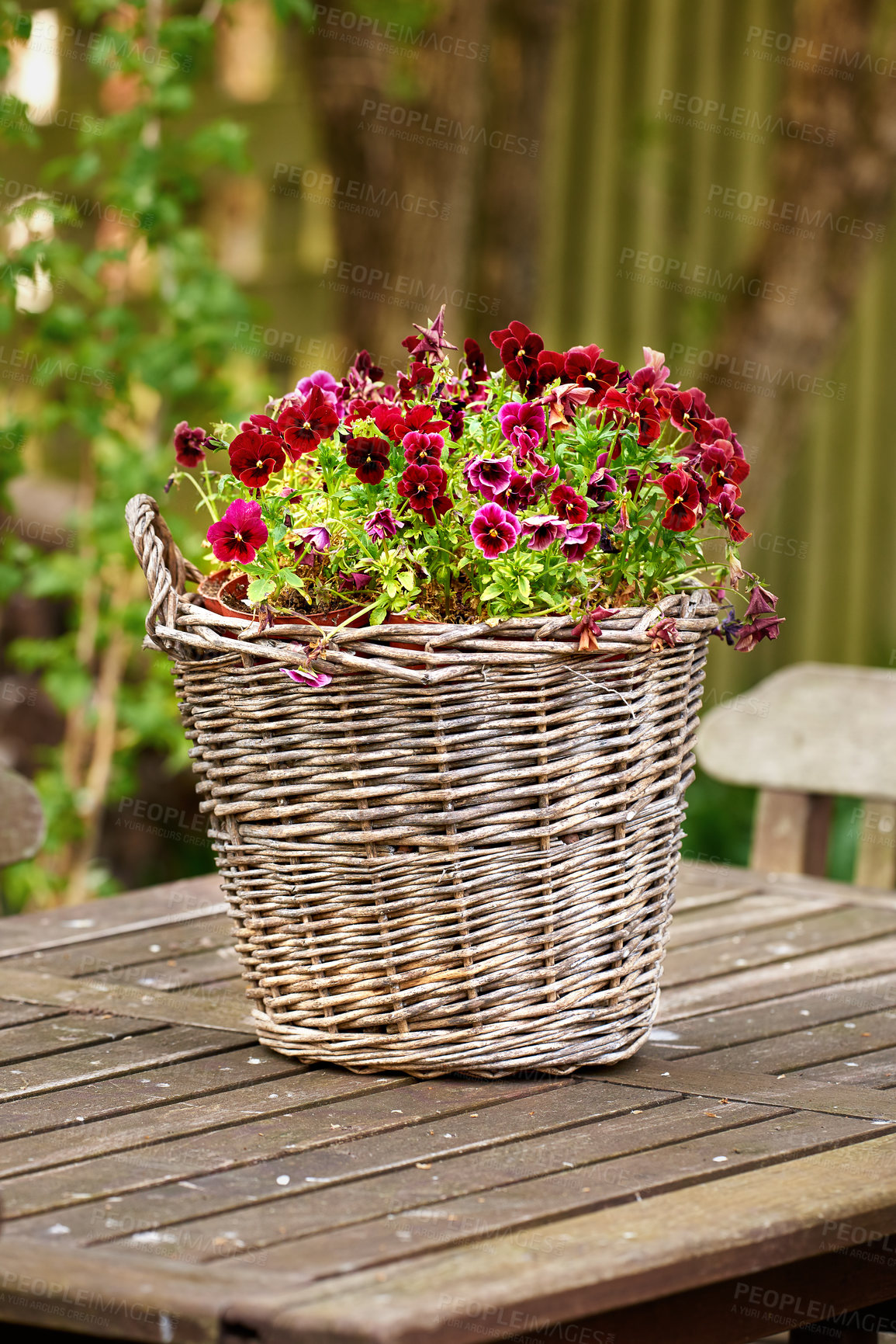 Buy stock photo Pink and red pansy flowers growing and flowering on small green bush in wicker basket pot plant. Blossoming and blooming centrepiece on a wooden table in home garden. A basket of flowers on a table