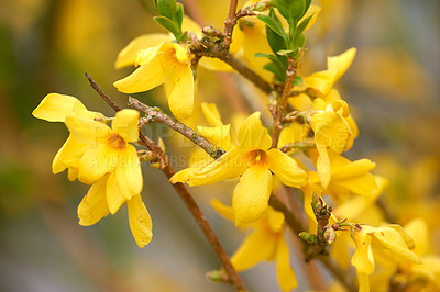 Buy stock photo A close-up of a garden of Forsythia yellow flowers blooming in spring. A macro image of the bright yellow flower of Forsythia with blur background. A beautiful yellow flower with stem leaves. 
