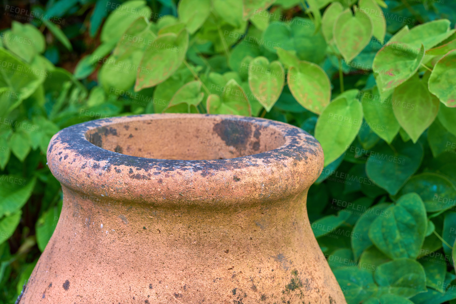 Buy stock photo Closeup of used clay pot plant for greenhouse gardening and growing. Lush green leaves and bush hedge background with copy space. Texture detail on ceramic flower holder in a home backyard and garden