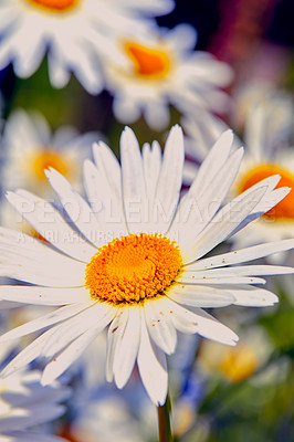 Buy stock photo Closeup of a daisy growing in a meadow against a blurred nature background. Marguerite perennial flowering plant on a field in spring. White flowers blooming in a backyard garden. Flora in a park