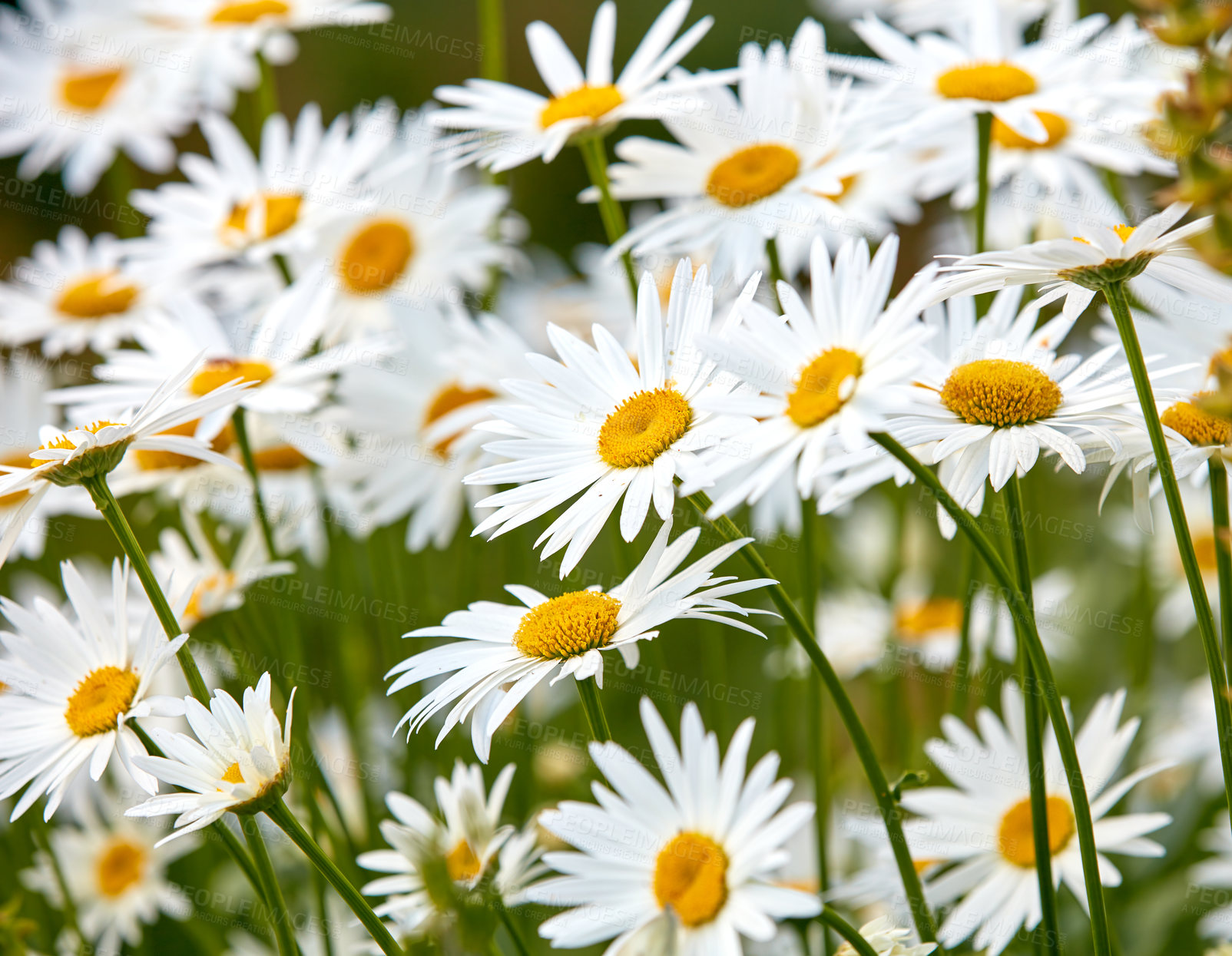 Buy stock photo Daisy flowers growing in meadow. Marguerite perennial flowering plants on a field. Beautiful white flowers blooming in backyard garden. Flora sprouting in park. Greenery in their natural environment