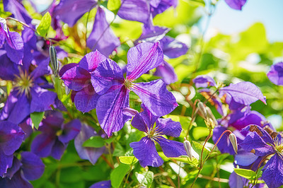 Buy stock photo Purple color with pale lavender strokes Clematis Jackmanii flowers in garden. Purple blue flower of Clematis Jackmanii on the vine. Portrait of purple flowers and green leaves with blur background