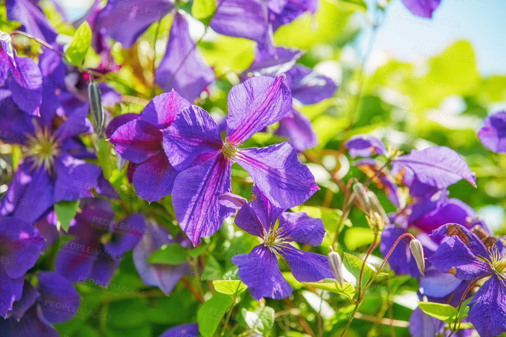 Buy stock photo Purple color with pale lavender strokes Clematis Jackmanii flowers in garden. Purple blue flower of Clematis Jackmanii on the vine. Portrait of purple flowers and green leaves with blur background