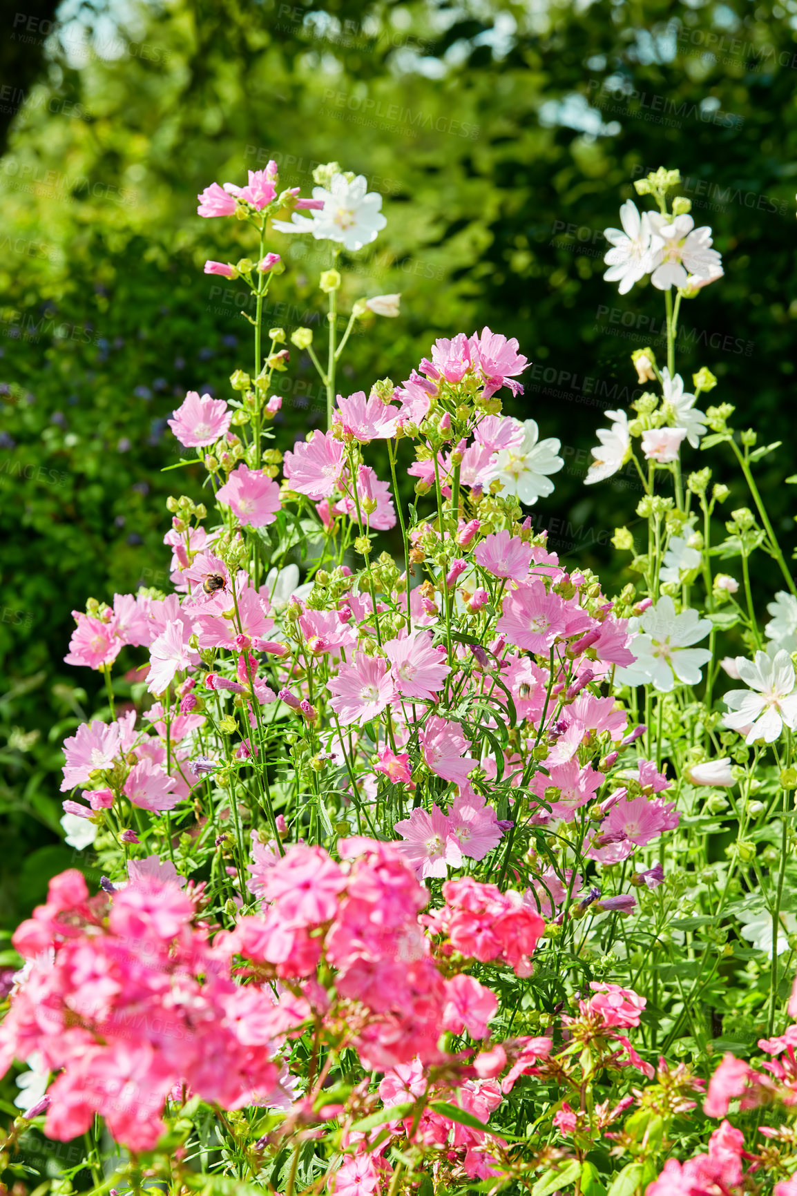 Buy stock photo Pink spring flower blossoms in a park. Bush of white and magenta garden phlox and wild flowers blooming in botanical garden or backyard in spring outside. Delicate plant growing on blurred background