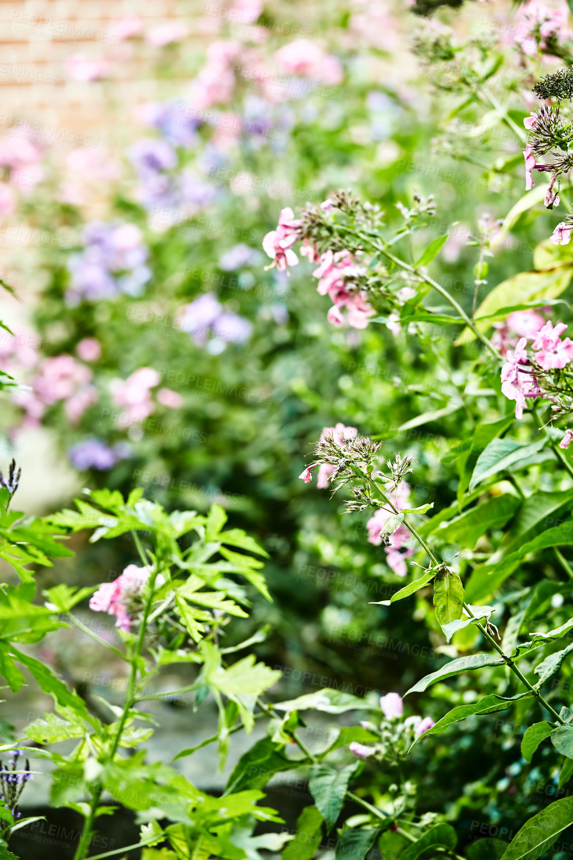 Buy stock photo Flowering garden phlox bush in garden with over exposure and blurred background. Pink and blue delicate flowers in lush park. Unfocused blooms in botanical garden or backyard outside with copy space