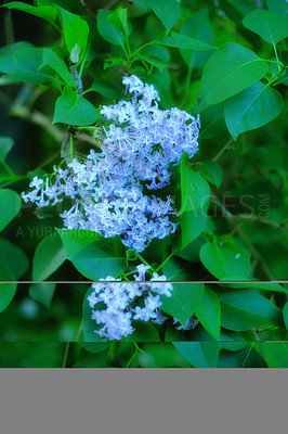 Buy stock photo Wonderblue lilac flowers in a lush bush. Blue common lilacs blooming in a botanical garden or backyard in spring outside. Delicate wild blossoms growing on vibrant green nature background in a park