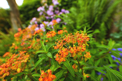 Buy stock photo Closeup of an orange flowering bush in a park. Delicate flowers blooming in a botanical garden or backyard in spring outside. Bright wild blossoms growing on blurred nature background with copy space