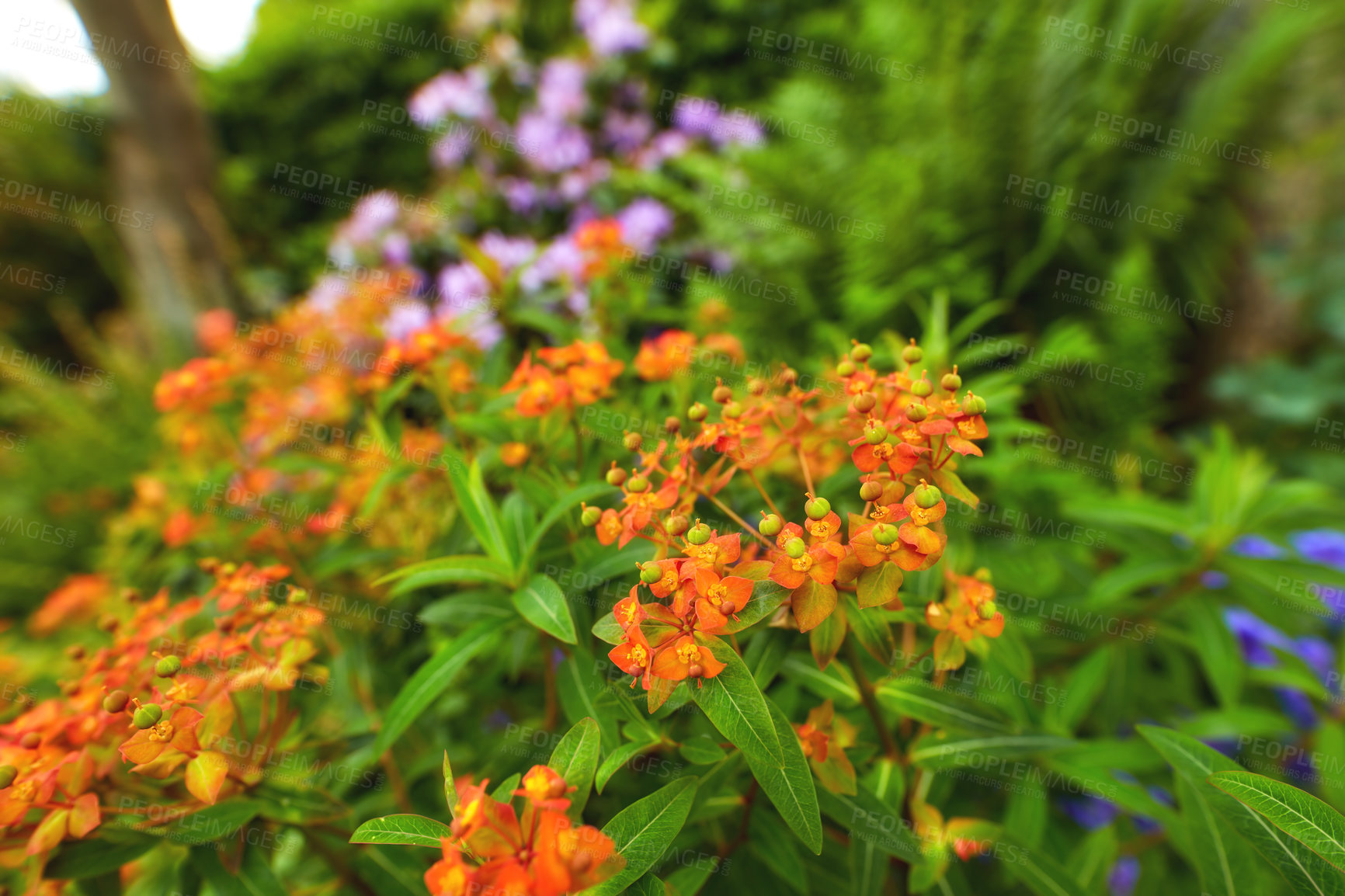 Buy stock photo Closeup of an orange flowering bush in a park. Delicate flowers blooming in a botanical garden or backyard in spring outside. Bright wild blossoms growing on blurred nature background with copy space