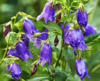 Buy stock photo Closeup of blue kent bell flowers growing and flowering on a green stem in a remote field, meadow or home garden. Textured detail of common bluebell or campanula plants blossoming and blooming