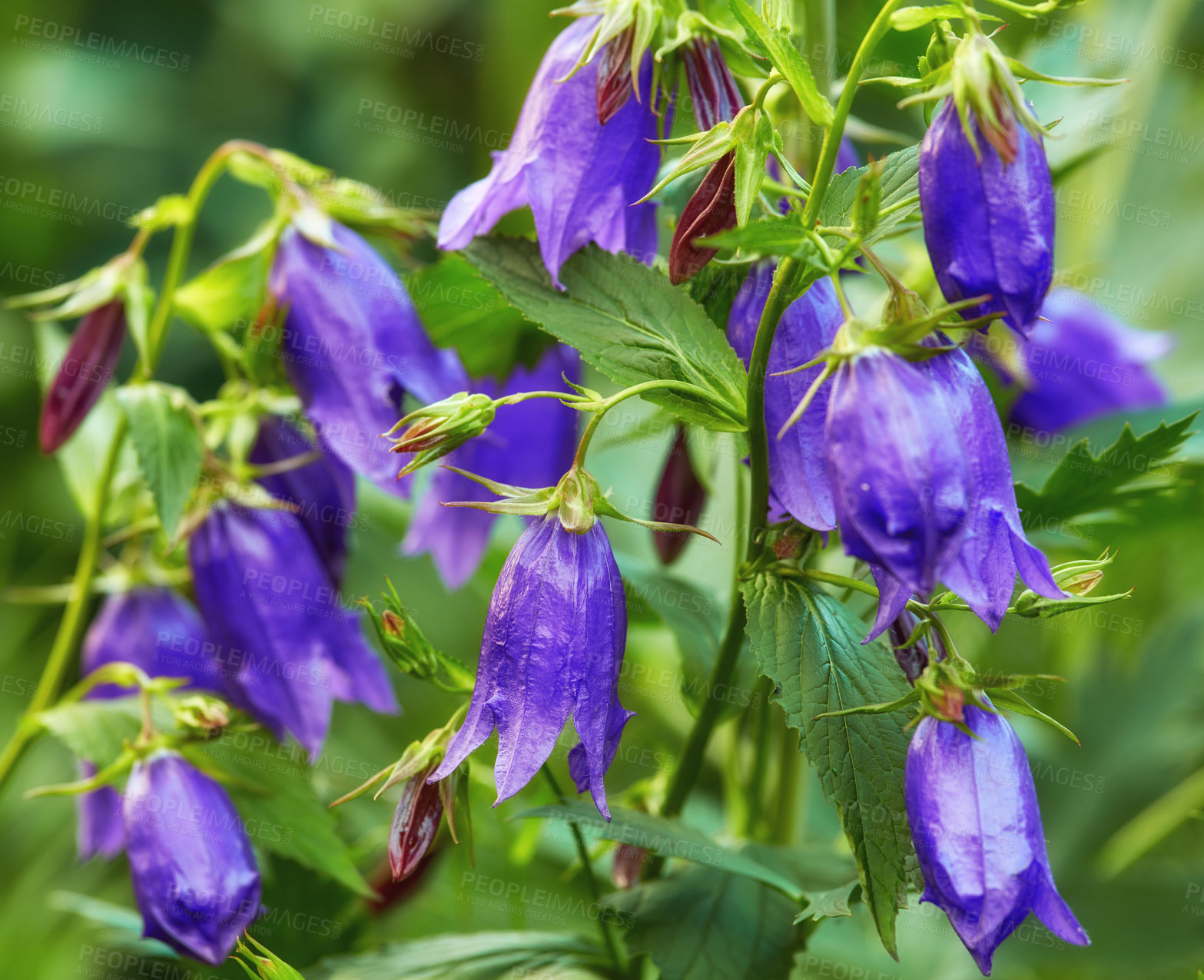 Buy stock photo Closeup of blue kent bell flowers growing and flowering on a green stem in a remote field, meadow or home garden. Textured detail of common bluebell or campanula plants blossoming and blooming