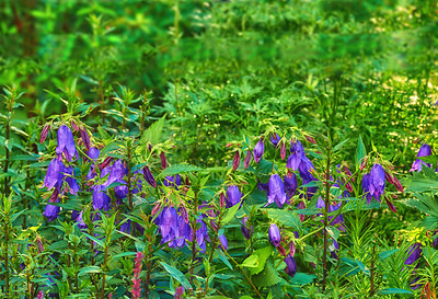 Buy stock photo Lush field of purple bellflowers. Dark violet campanula blooms hanging on stems in an overgrown meadow in summer. Sarastra blossoms growing between weeds and wild plants a green park with copy space