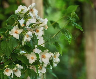 Buy stock photo White lilies growing on trees in backyard in summer. Lilium blooming in a botanical garden in spring. Bush of lily flowers budding in a park. Flowering plants blooming in a forest. Flora in a meadow