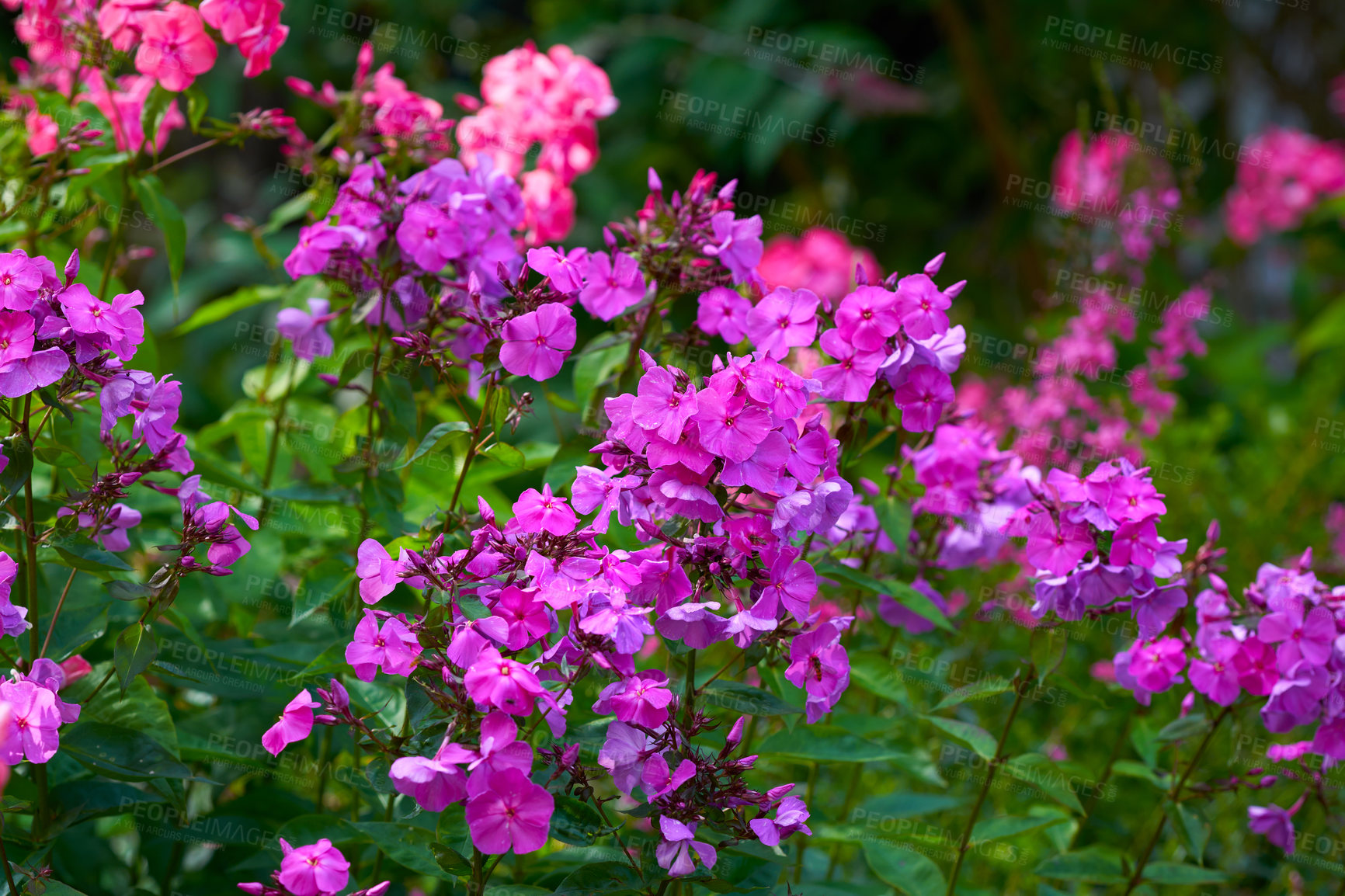 Buy stock photo Pink garden phlox flowers in a lush park. A bush of bright magenta blooms in a botanical garden or backyard outside with copy space. Delicate purple blossoms growing on blurred copyspace background