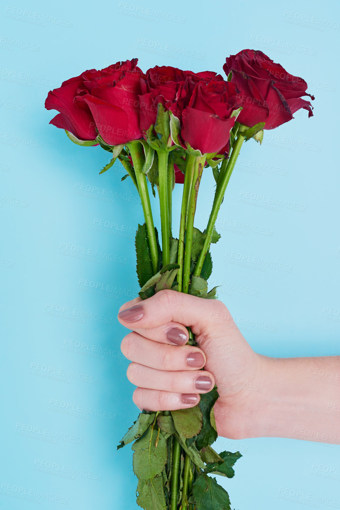 Buy stock photo Cropped shot of an unrecognizable woman holding roses against a blue background