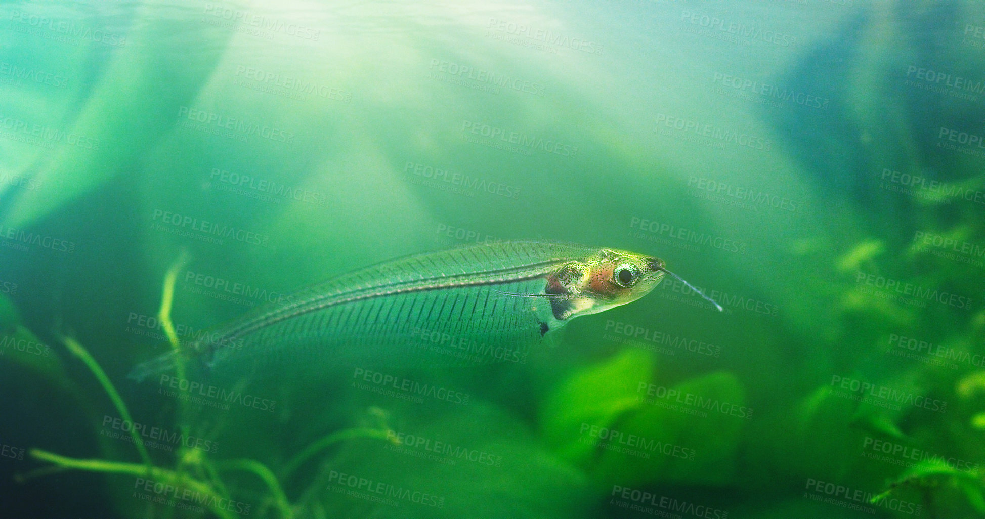 Buy stock photo Shot of exotic fish in an aquarium