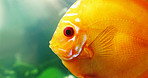 The face of the red discus