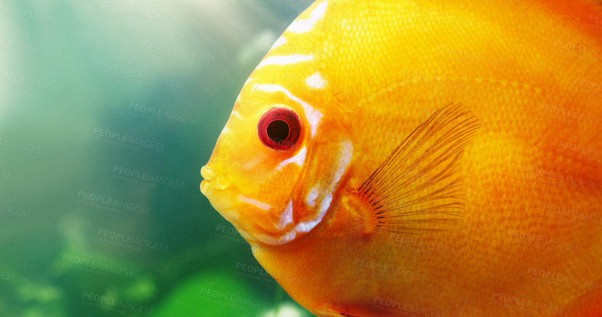 Buy stock photo Shot of a red discus in a freshwater fish tank