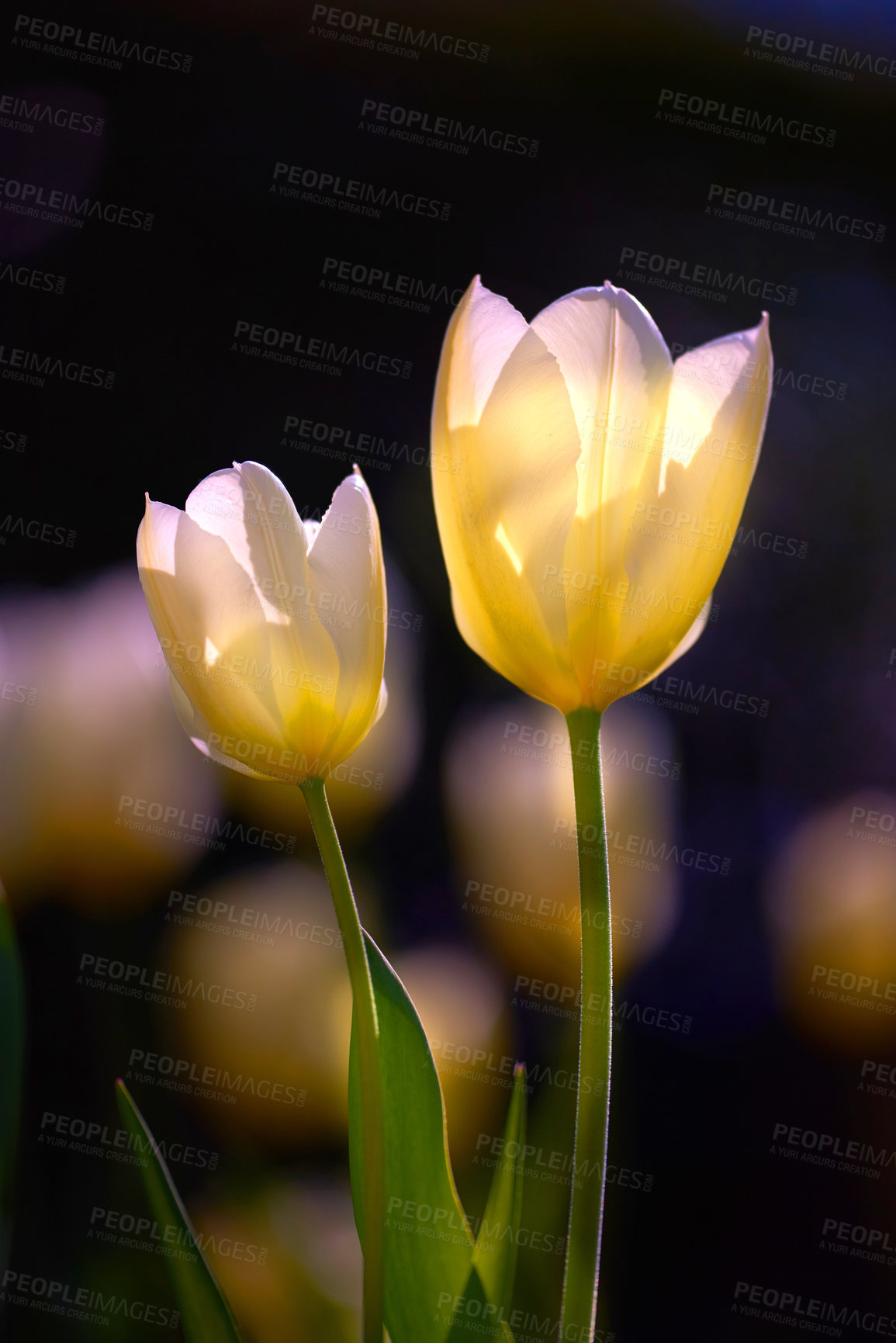 Buy stock photo Tulip, flowers and garden in spring with growth, color and development with sunshine, leaves and backyard. Nature, shrubs and blossom in summer, outdoor and bloom in field with foliage in Denmark