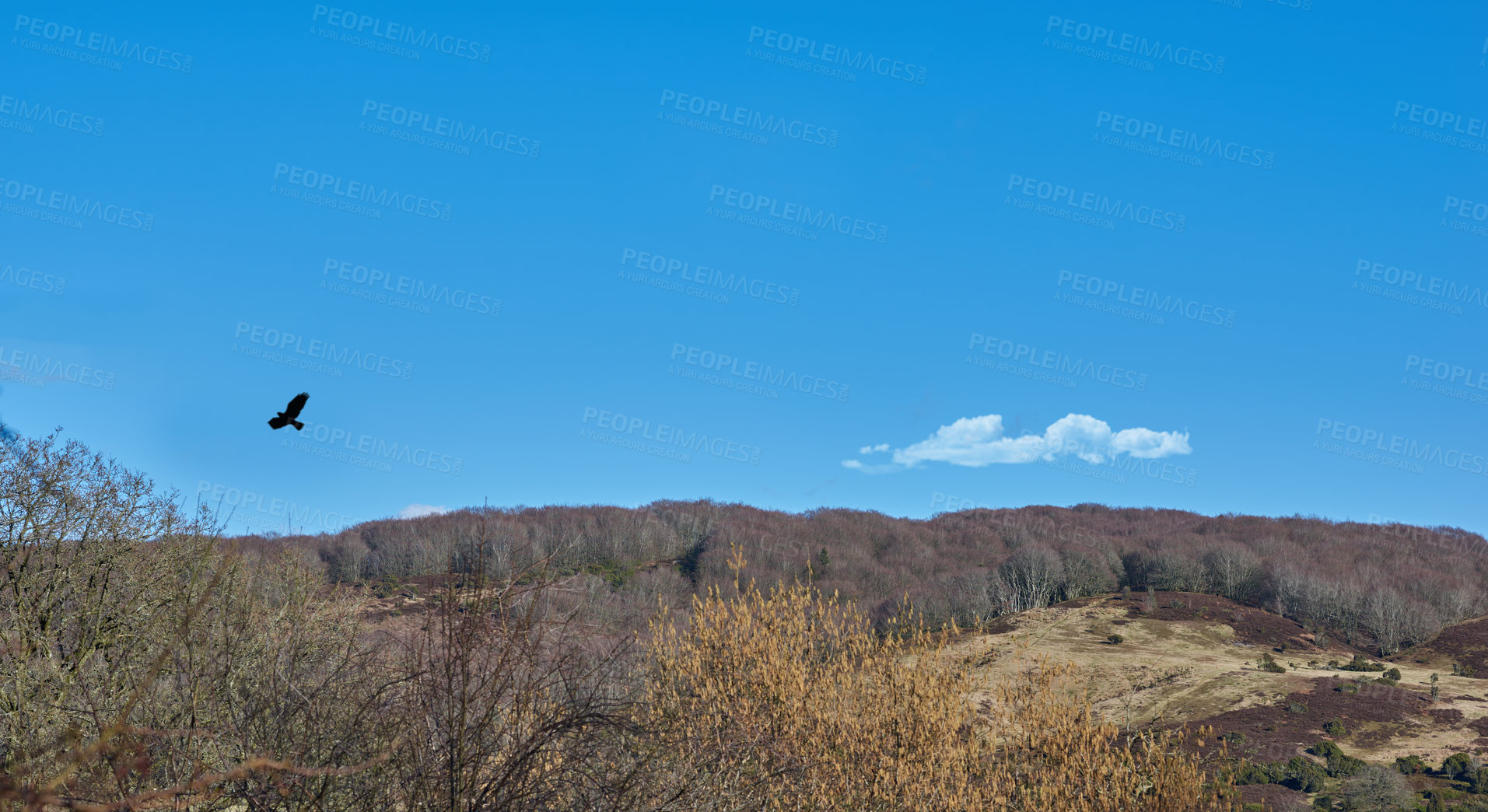 Buy stock photo Blue sky, mountain and environment with bird in nature for sustainability, ecology and travel. Adventure, vacation and summer with countryside forest for tourism, landscape and trees mockup space