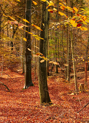 Buy stock photo Forest, trees and autumn landscape, nature and travel, environment and woodland location in Denmark. Fresh air, orange leaves and scenic destination with sustainability, outdoor and natural scenery