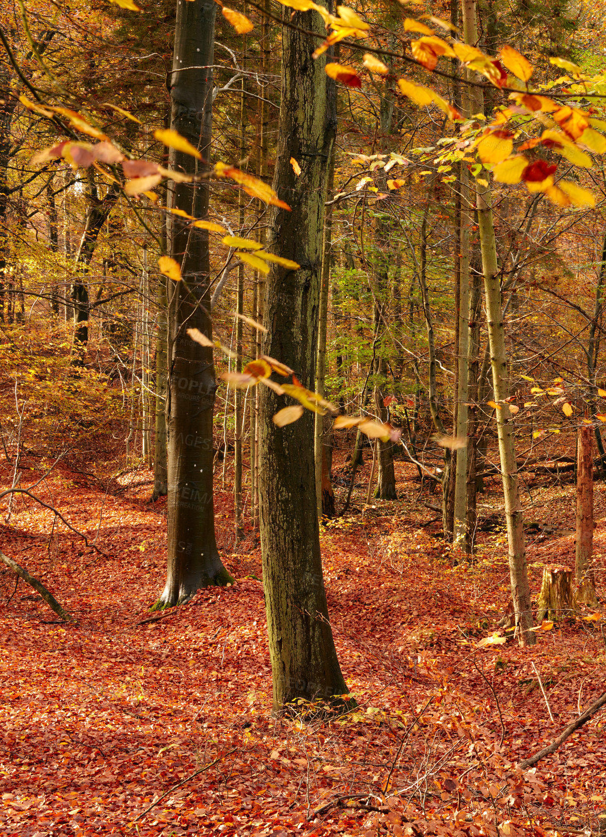 Buy stock photo Forest, trees and autumn landscape, nature and travel, environment and woodland location in Denmark. Fresh air, orange leaves and scenic destination with sustainability, outdoor and natural scenery