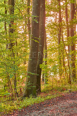 Buy stock photo Forest, trees and landscape, nature and woods with environment and woodland location in Denmark. Fresh air, leaves in park and scenic destination with sunshine, foliage outdoor and natural scenery