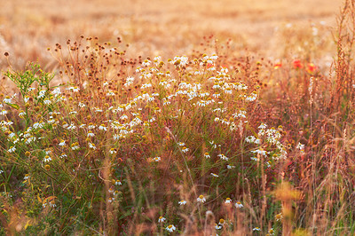 Buy stock photo Sunset, daisy or flowers on field in countryside, meadow environment or outdoor landscape. Nature, plants growth and natural land in spring with vegetation, serenity or shrubs on grass in Denmark