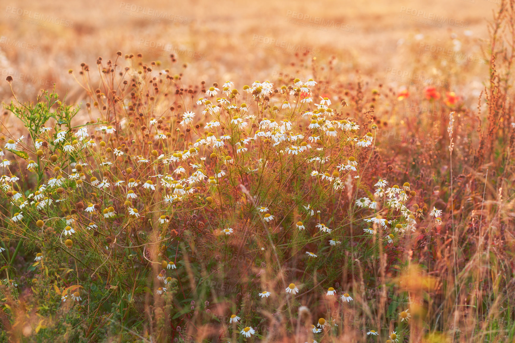 Buy stock photo Sunset, daisy or flowers on field in countryside, meadow environment or outdoor landscape. Nature, plants growth and natural land in spring with vegetation, serenity or shrubs on grass in Denmark