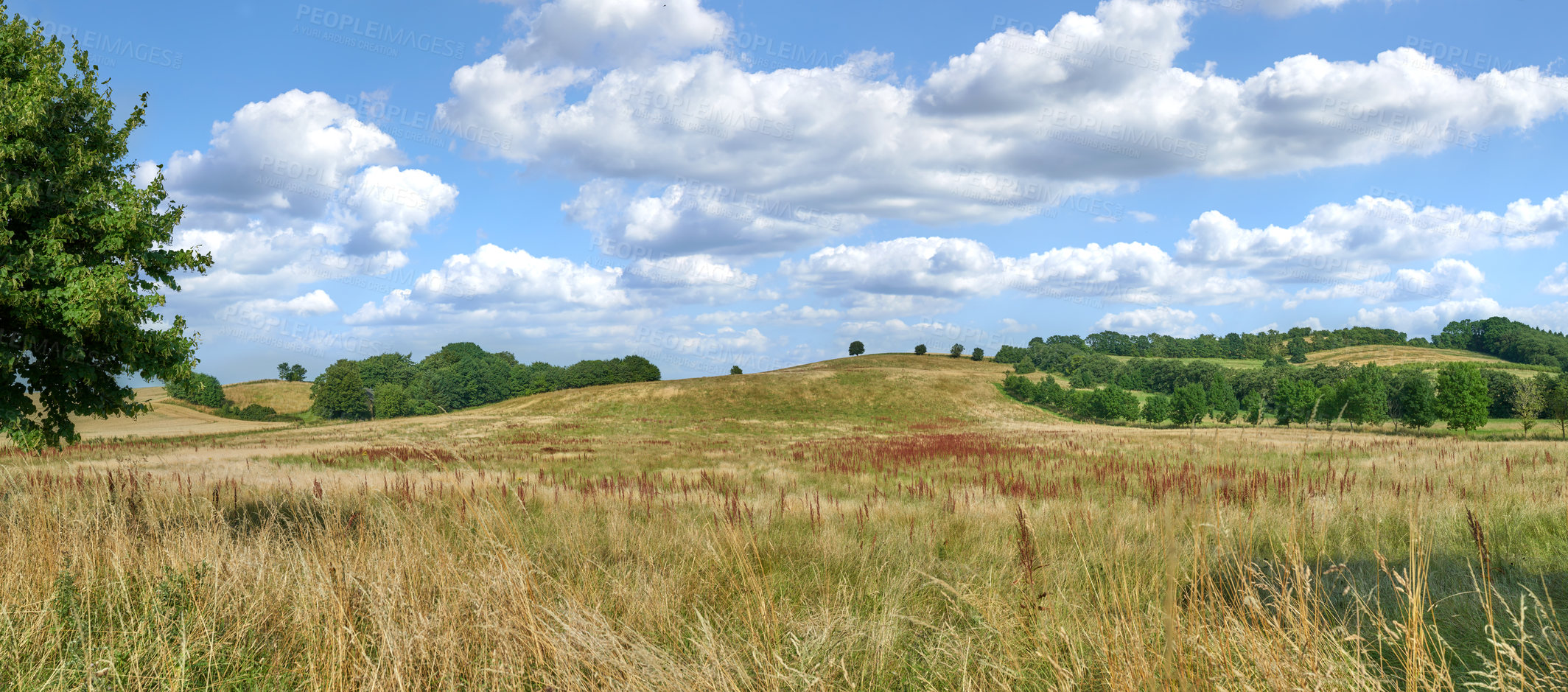 Buy stock photo Trees, grass field and clouds with blue sky on farmland for natural growth or sustainability. Empty, landscape and foliage with greenery for eco conservation, ecosystem or agriculture in countryside