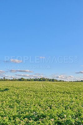 Buy stock photo Field, plants and environment with flowers in nature for sustainability, ecology and travel. Adventure, vacation and summer with countryside park for tourism, landscape and blue sky background