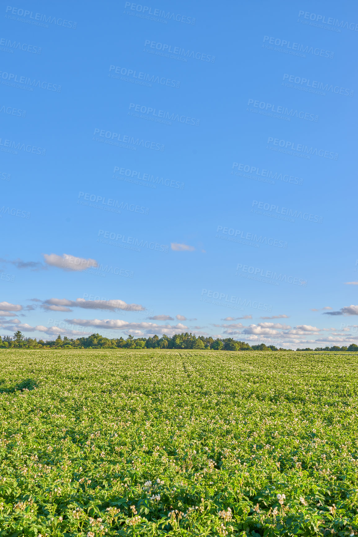 Buy stock photo Field, plants and environment with flowers in nature for sustainability, ecology and travel. Adventure, vacation and summer with countryside park for tourism, landscape and blue sky background