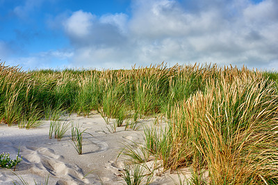 Buy stock photo Nature, beach sand and landscape, travel with environment and coastal location in Denmark. Fresh air, grass and land with seaside destination and greenery, outdoor and natural scenery with blue sky