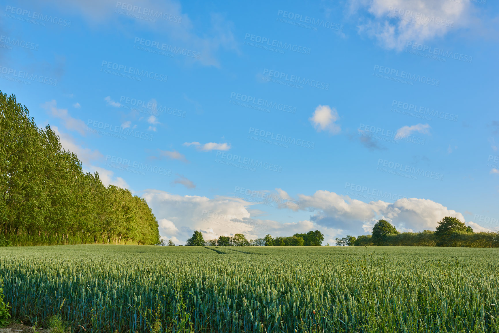 Buy stock photo Tall grass, trees and blue sky in the countryside of Denmark with beautiful natural greenery outdoors. Landscape of green environment, scenery or nature with plant growth on a farm with summer clouds