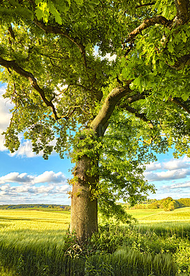 Buy stock photo Tree, green and summer grass in nature of natural sustainability, agriculture or life outdoors. Tall trees with branches and leaves or plant growth with blue sky on a cloudy and sunny day outside