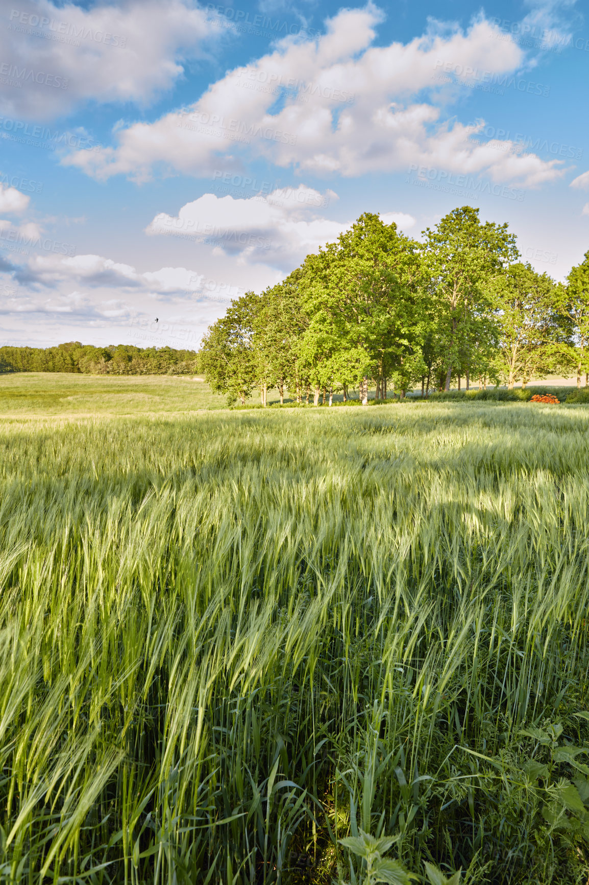 Buy stock photo Agriculture, landscape and green wheat field on farm in countryside for sustainable growth. Grass, plants and crops in nature for organic food production outdoor with trees on horizon in Denmark