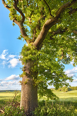 Buy stock photo Tall tree, green and summer grass in nature of natural sustainability, agriculture or life outdoors. Trees with branches and leaves or plant growth with blue sky on a cloudy and sunny day outside