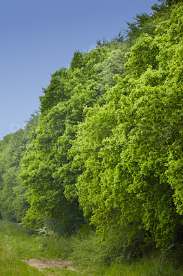 Buy stock photo Forest, ecosystem and landscape with trees, outdoor woods and park with overgrowth and summer. Environment, greenery and natural scenery with grass, wilderness or conservation woodland in Denmark