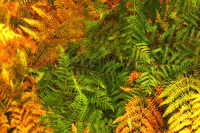 Buy stock photo Ferns, environment and landscape with leaves, outdoor woods and park with rural autumn ecology. Forest, greenery and natural scenery with ecosystem, wilderness or conservation woodland in Denmark